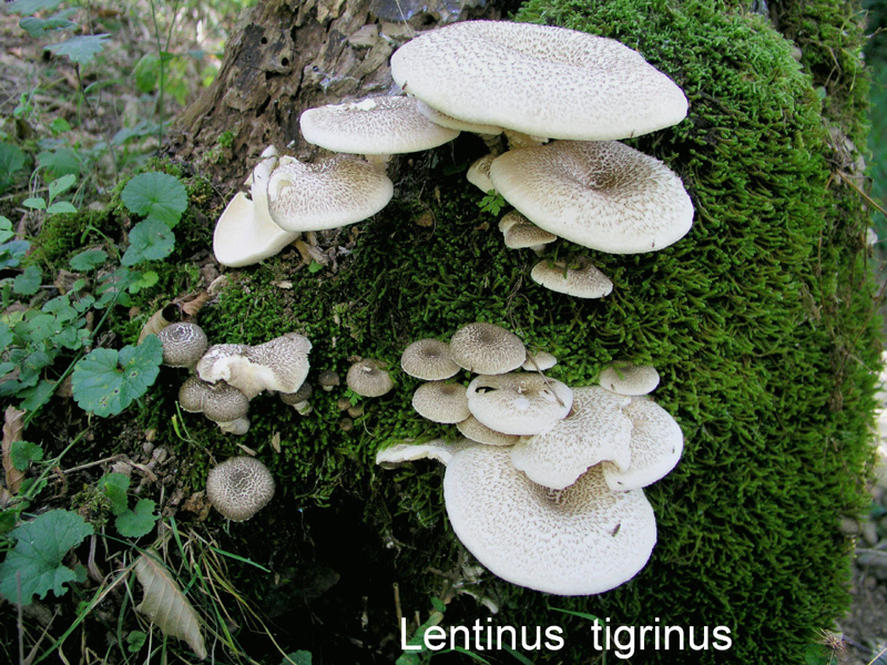 Lentinus tigrinus-amf1150.jpg - Lentinus tigrinus ; Syn: Panus tigrinus ; Non français: Lentin tigré